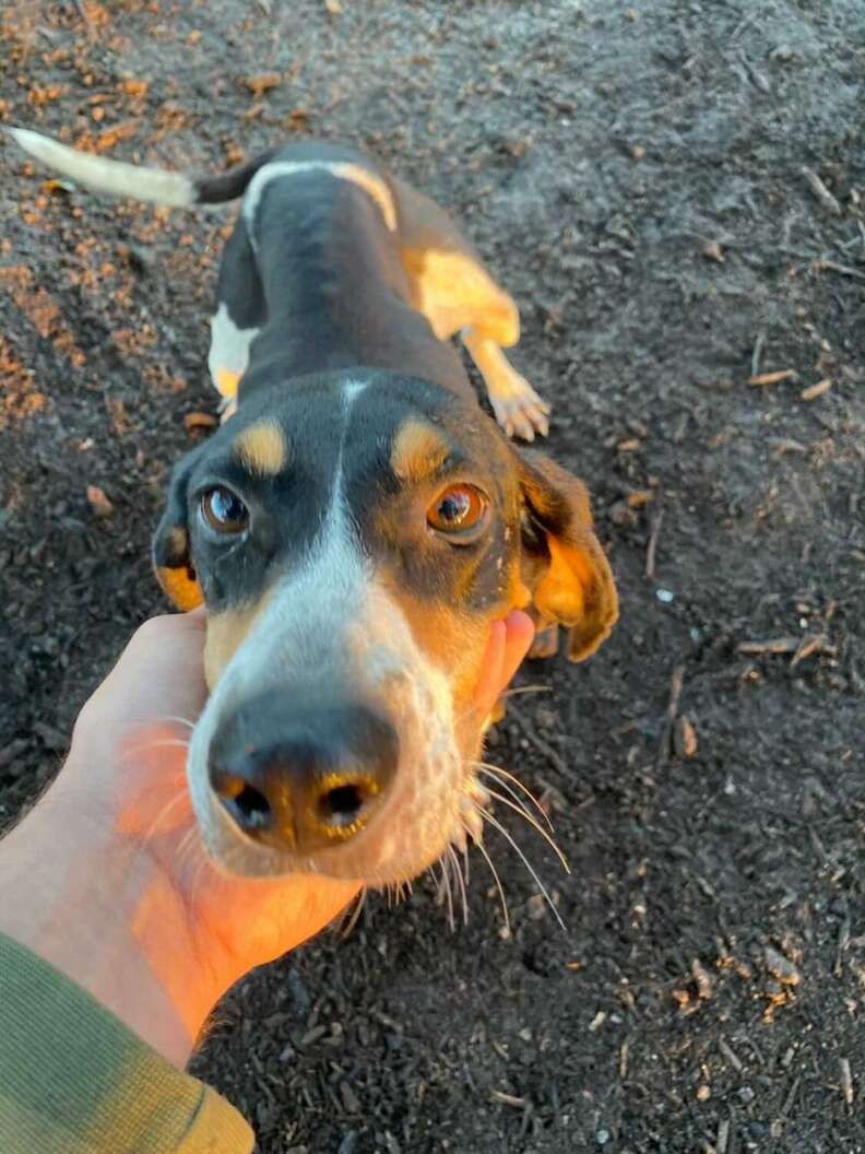 Man finds abandoned dog at park