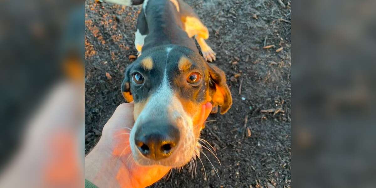 Dog Leads Her Dad To An Abandoned Puppy Sleeping In A Muddy Hole - The Dodo