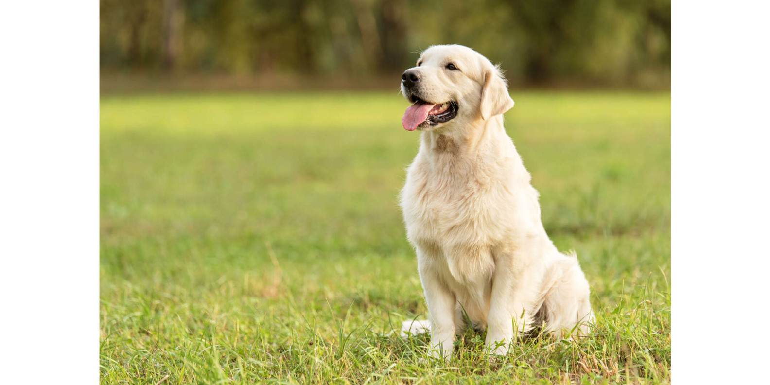 7 Basic Dog Commands Sit, Stay, Come, Heel, Down, Leave It & Place