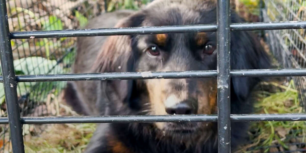 Woman Finds Lost Dog In The Woods And Reunites Her With Her Mom ...
