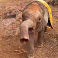 Orphaned Baby Elephant Learns To Use Her Trunk And Make Friends