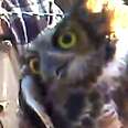 Owl Gets Himself Very Tangled In A Wire Fence