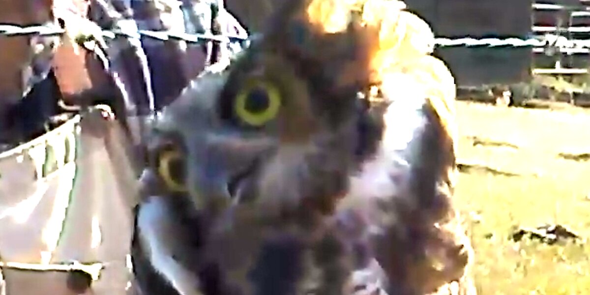 Owl Gets Himself Very Tangled In A Wire Fence - Videos - The Dodo