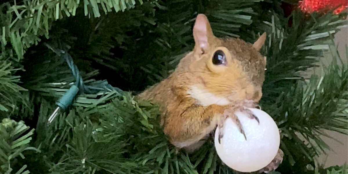 3Legged Squirrel Barks When She's Excited Videos The Dodo