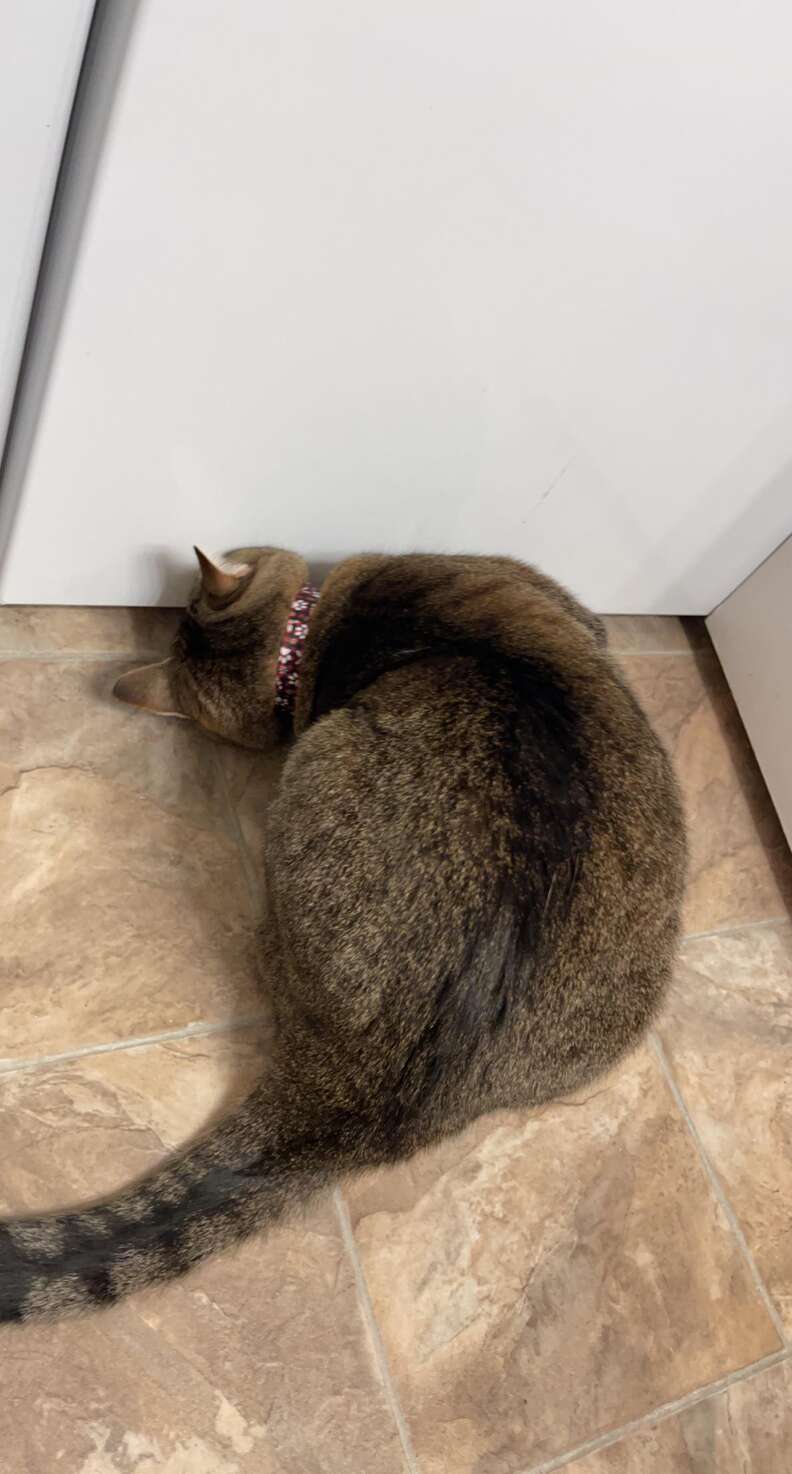 Cat clearance hair tie