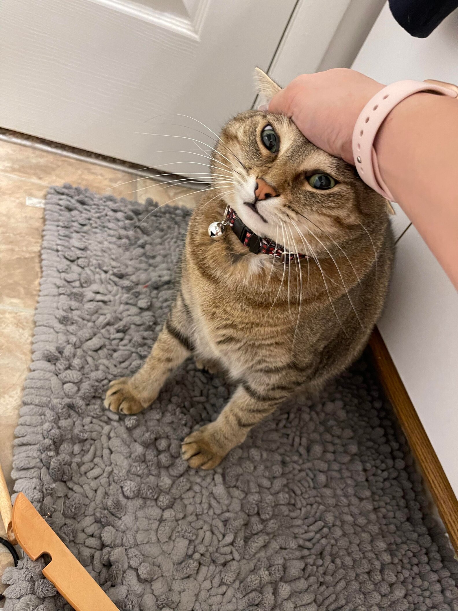 Cat Accidentally Reveals Hidden Stash Of Hair Ties The Dodo