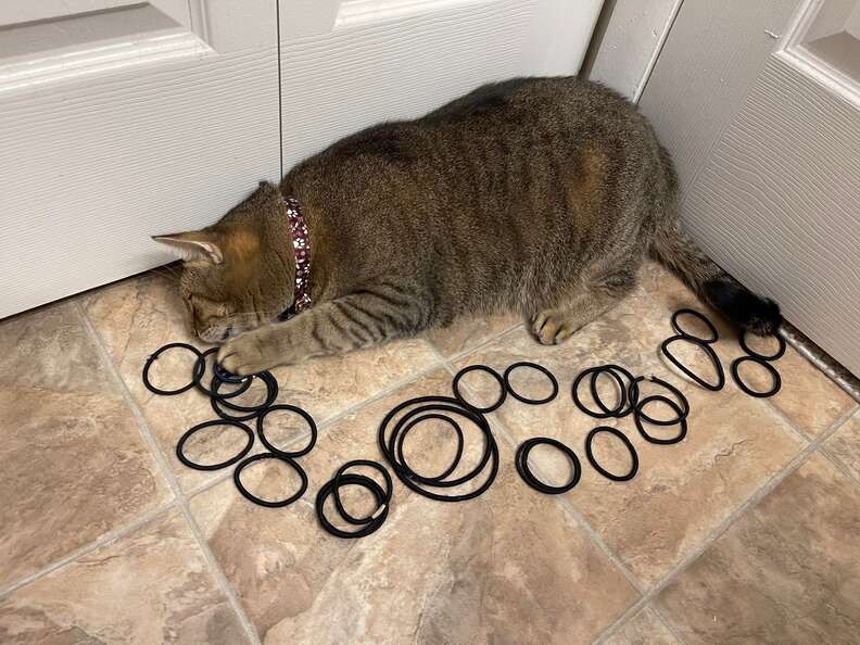 Cat Accidentally Reveals Hidden Stash Of Hair Ties The Dodo