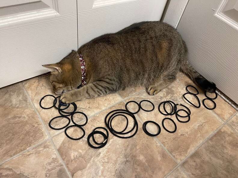 cat and hair ties