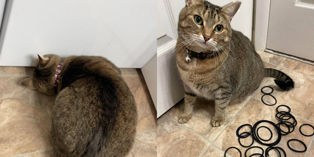 Cat Accidentally Reveals Hidden Stash Of Hair Ties The Dodo