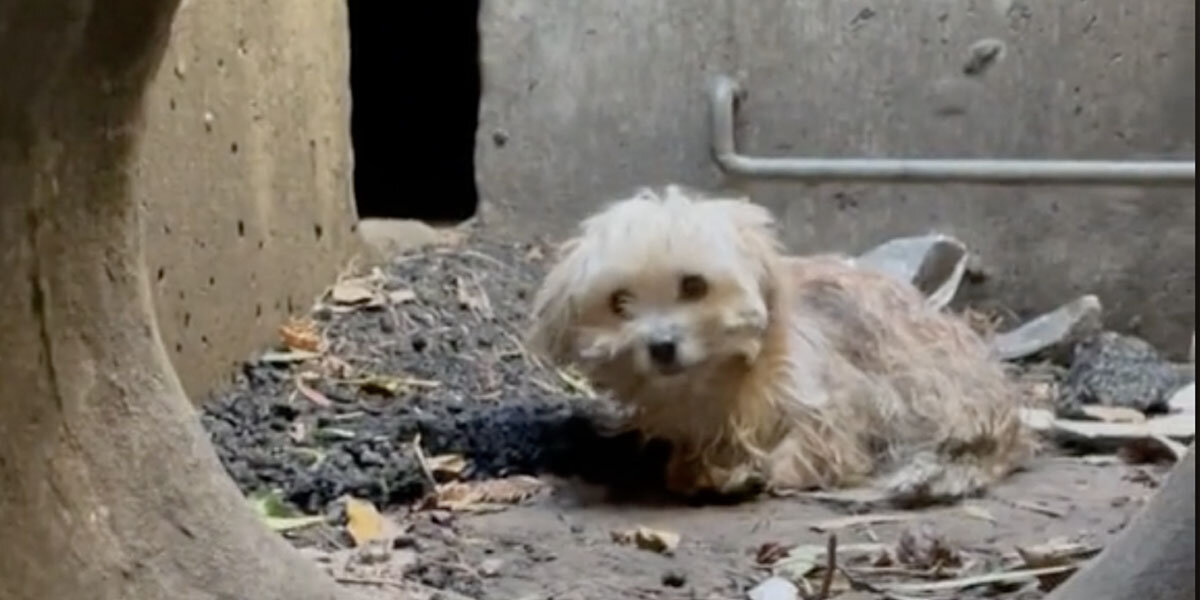 Dog Trapped Deep Inside Storm Drain Had Given Up Hope Of Ever Being Found