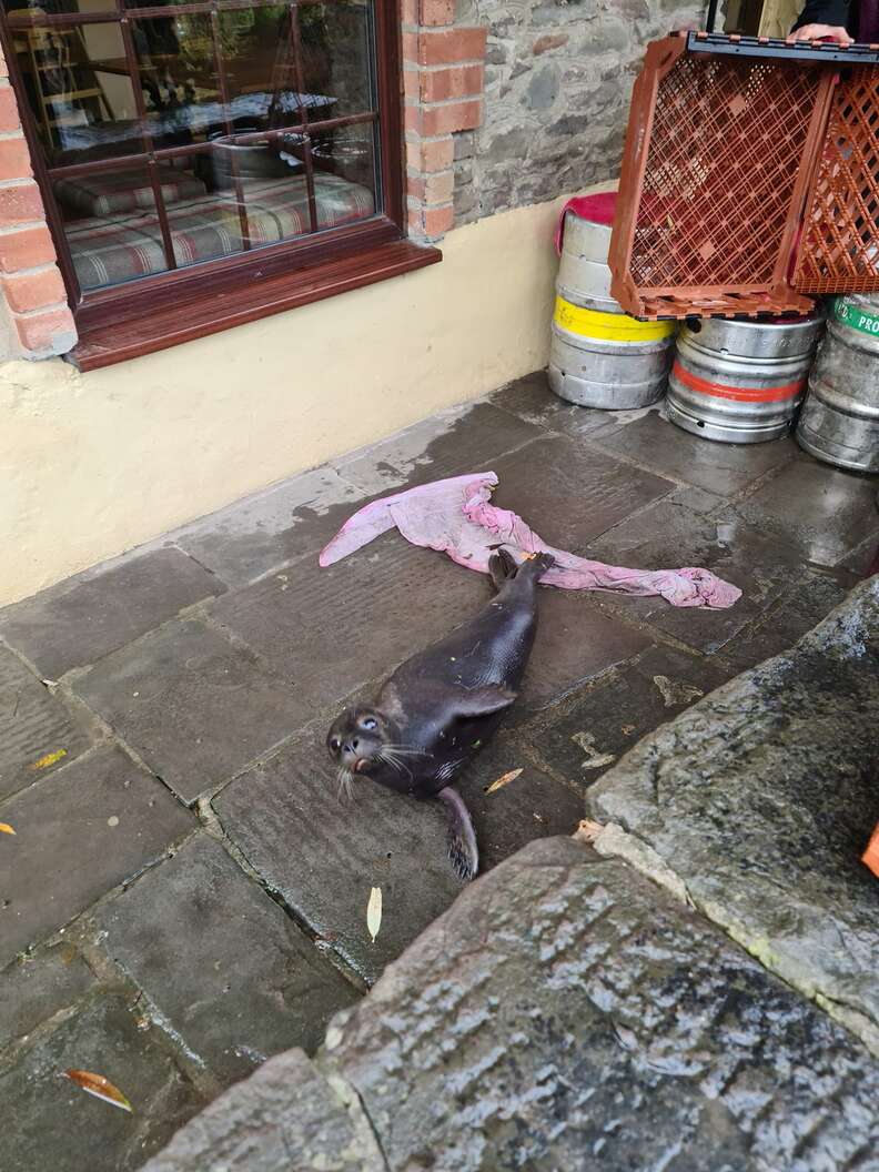 Seal pup shows up at Bristol pub