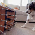 dog and her door stoppers