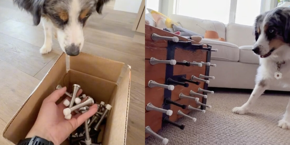 Dog Obsessed With Door Stoppers Gets Best Present Ever The Dodo