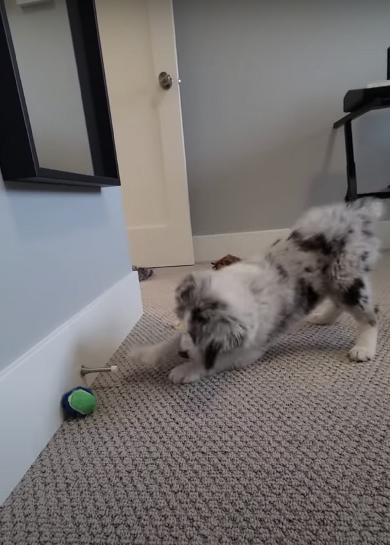 Dog Obsessed With Door Stoppers Gets Best Present Ever The Dodo