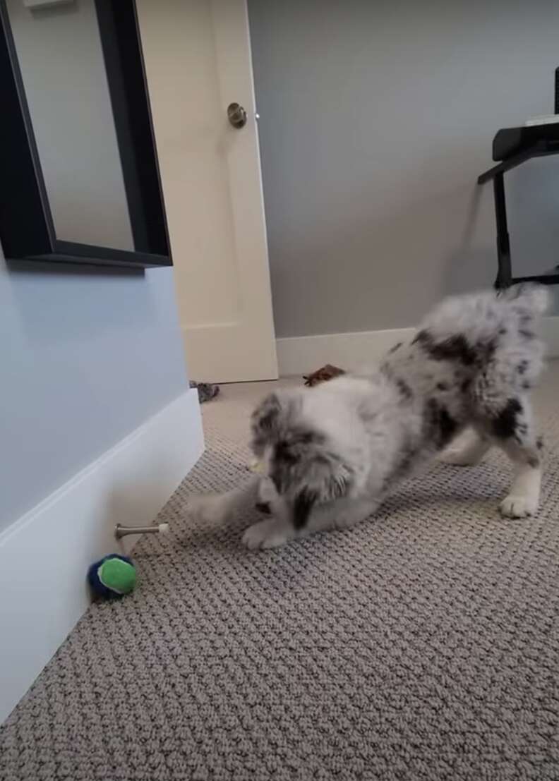 dog loves door stoppers