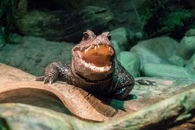 Tennessee Aquarium