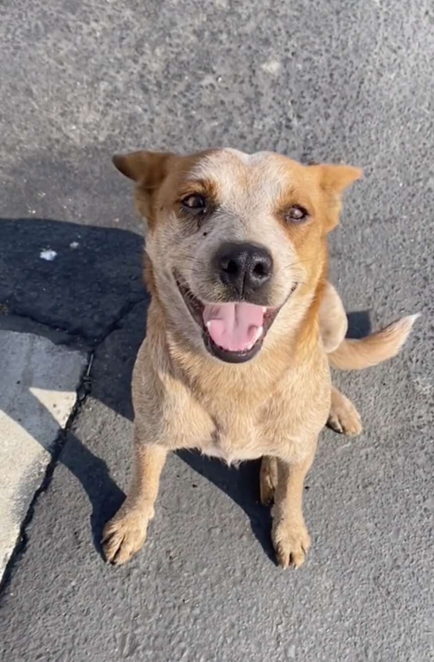 Abandoned dog follows woman around gas station