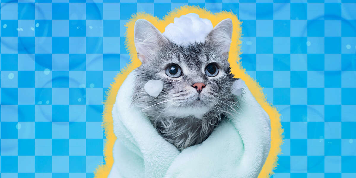 Do I Need To Bathe My Cat? DodoWell The Dodo