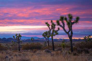 joshua trees beneath a desert sunset