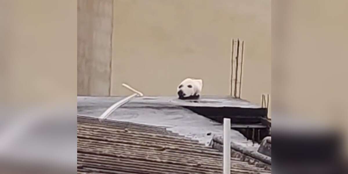 Guy Spots Weirdest Optical Illusion On Roof - The Dodo