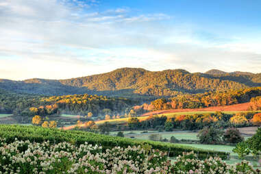 a hillside vineyard lined with flowers