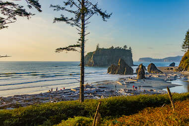 a rocky, tree lined coast