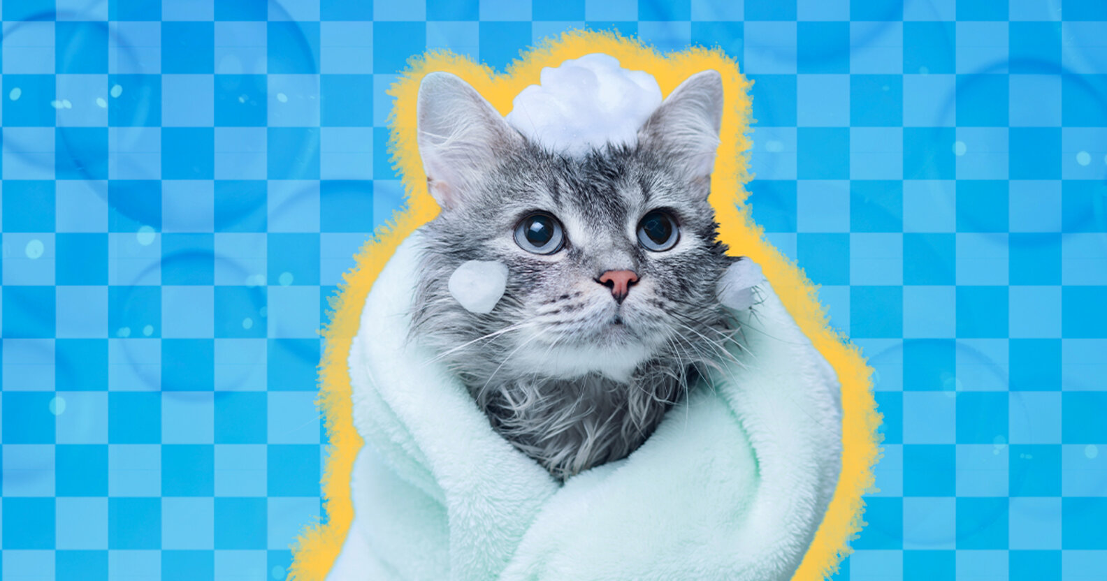 Do I Need To Bathe My Cat? DodoWell The Dodo