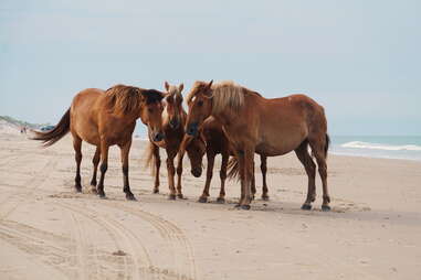 horses on a beach