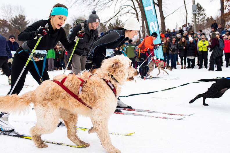 people skiing with dogs