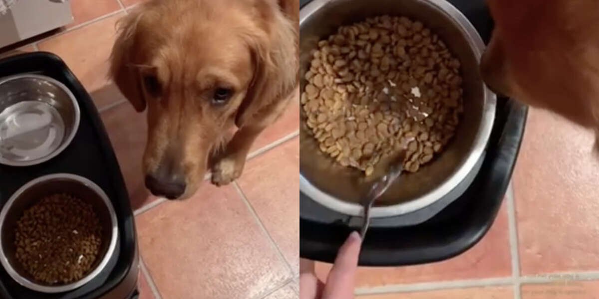 dog won't eat his food but will eat treats reddit