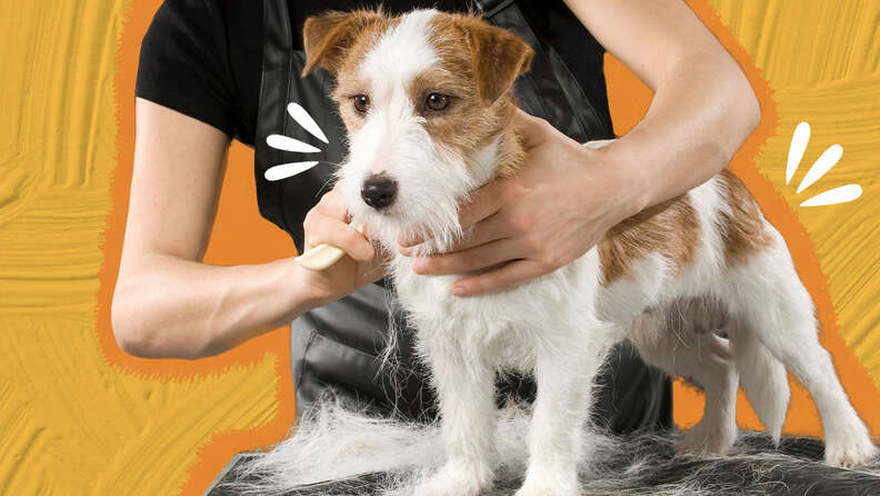 Dog hair hot sale cutting tips