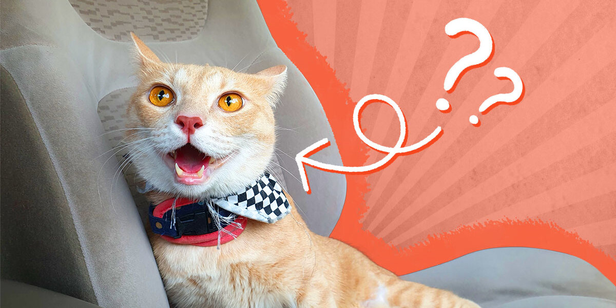 Hyperventilating Cat Meme