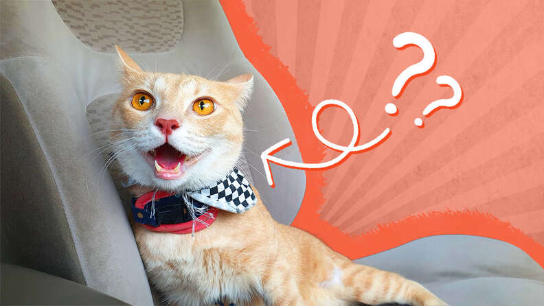 Why Is My Cat Panting? - Veterinary Medical Center of St. Lucie County