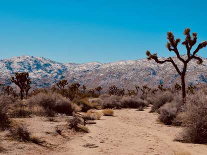 joshua tree
