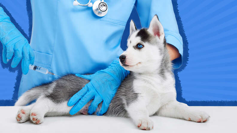 Rabies treatment best sale for dogs