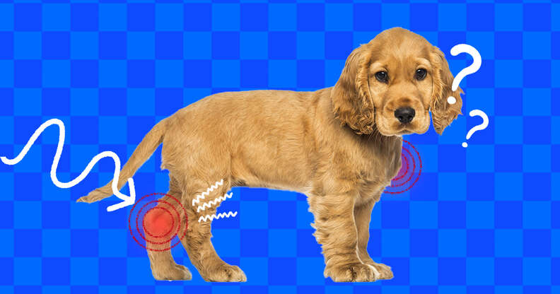how to treat arthritis in dogs