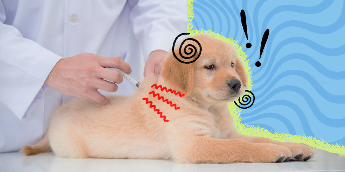 Heartworm shot for hot sale dogs