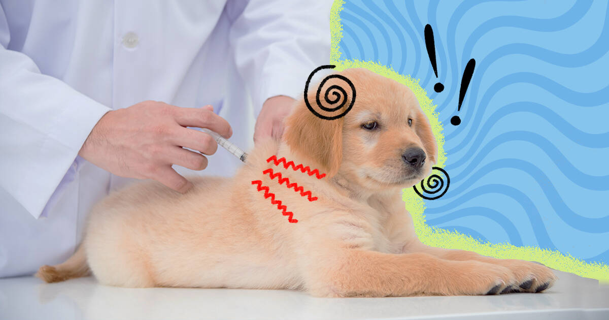 is heartworm test for dogs necessary