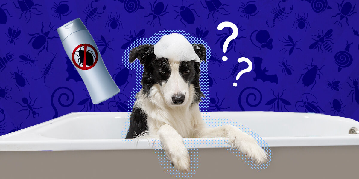 Should You Get Antiparasitic Shampoo For Dogs DodoWell The