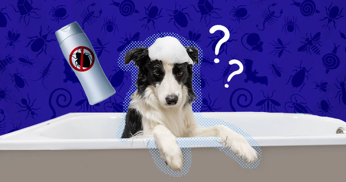 Should You Get Antiparasitic Shampoo For Dogs Dodowell The Dodo - Diy Flea Bath For Dogs With Diarrhea