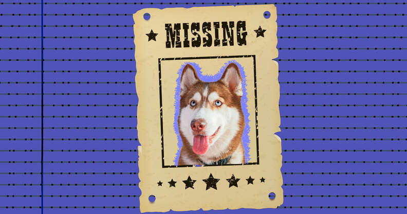 missing dog