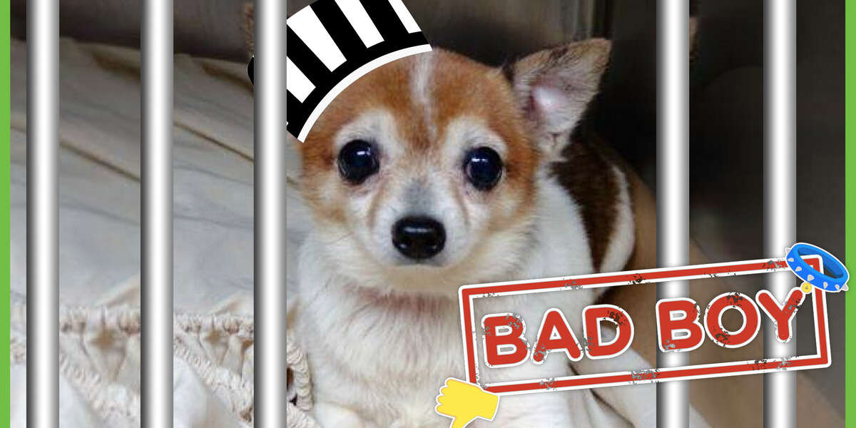 Lil’ Grumpy Dog Is A BAD BOY… Or Is He? - Videos - The Dodo