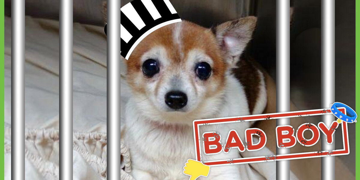 Grumpy Dodo Lil’ Grumpy Dog Is A BAD BOY… Or Is He? - Videos - The Dodo