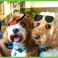 These Two Dogs Are Partners In Crime…Or Are They?