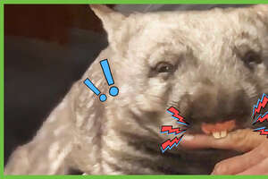 This Naughty Wombat Is WILD! But Also ... Sweet?