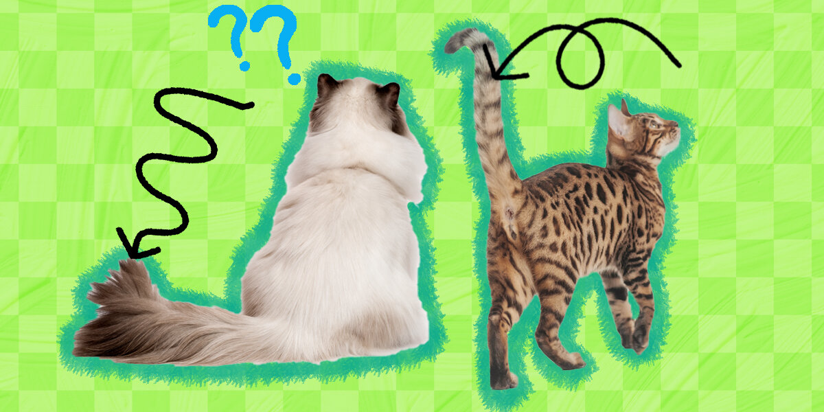 Why Do Cats Have Tails? - DodoWell - The Dodo Why Do Cats Have Tails? - DodoWell - The Dodo