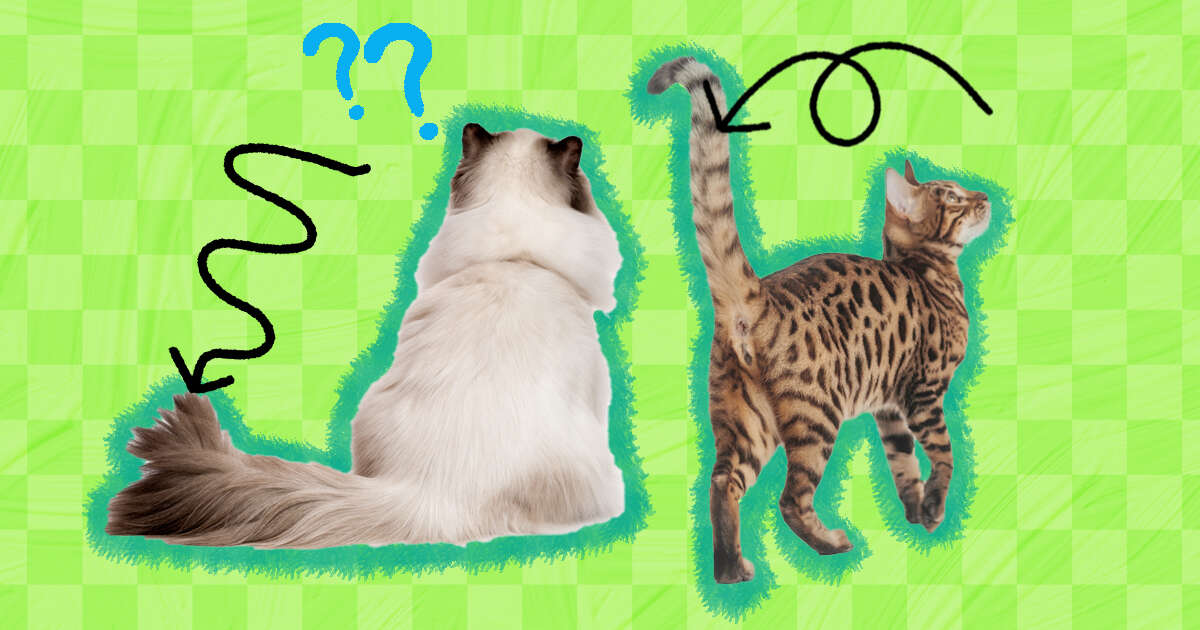 Why Does My Cat Tail Vibrate When I Pet Her