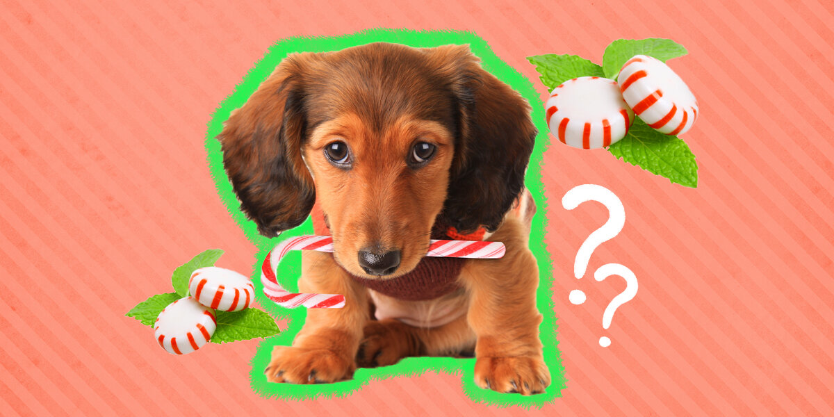 Diabetic dog ate shop chocolate