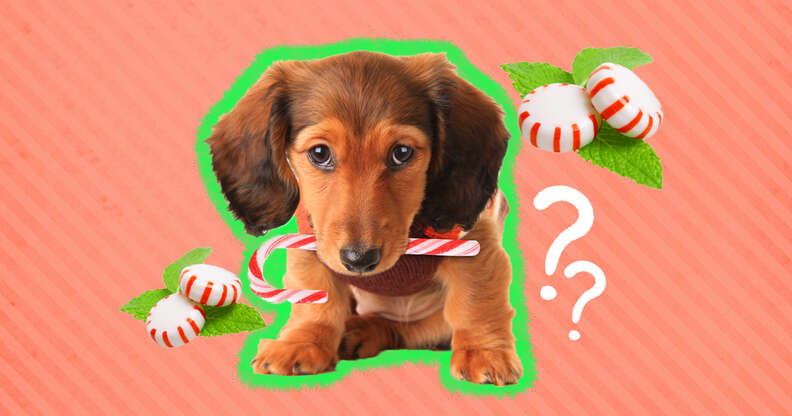 are candy canes harmful to dogs