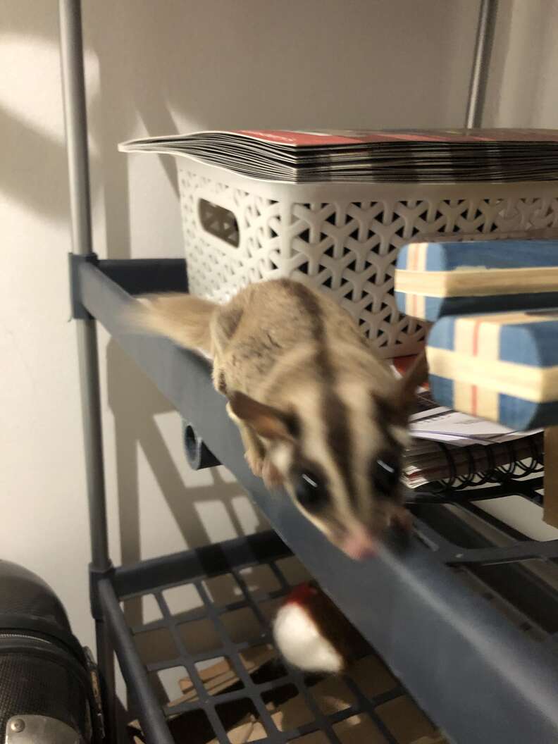 sugar glider